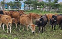 Quảng Nam: Khu đô thị sinh thái “5 sao” thành nơi chăn thả gia súc