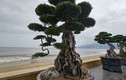 Ngắm dàn bonsai tiền tỷ dáng độc ven biển Quy Nhơn