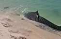 Bị cá mập hổ truy đuổi, rùa biển không ngoan lao lên bãi cát