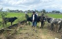 Thuê xe tải từ Đà Nẵng vào Quảng Nam trộm 7 con bò 