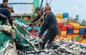Ngư dân trúng 30 tấn cá ngừ nhờ độc chiêu “chà dụ“