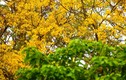 Lim xẹt- loài hoa độc đáo phủ vàng một góc bán đảo Sơn Trà
