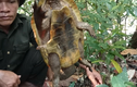Cận cảnh rùa đầu to cực quý hiếm vừa được phát hiện ở Quảng Nam