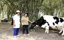  Vinamilk tăng thu mua sữa bò tươi nguyên liệu của nông dân