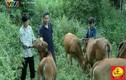 Cuộc sống thôn nghèo miền núi thay đổi từ nuôi bò Trà Dr Thanh hỗ trợ