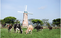 Sữa tươi Organic của Vinamilk “bắt sóng” người tiêu dùng Singapore