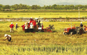 Tích tụ, tập trung đất nông nghiệp trong CNH - HĐH: Hình thức và giải pháp