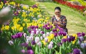 Ngắm hoa tulip lần đầu khoe sắc trên đỉnh núi Bà Đen Tây Ninh