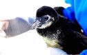 Chim cánh cụt đầu tiên chào đời tại Việt Nam