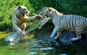 Bí ẩn về hổ trắng cực hiếm có tại Việt Nam