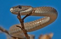 Cận cảnh loài rắn độc dài nhất châu Phi