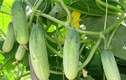 Thực phẩm “đại kỵ” với dưa chuột, nên biết để tránh 