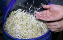 Vụ 3.500 tấn giá đỗ ngâm hóa chất: Người tiêu dùng hoang mang 