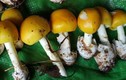 Ăn nấm lạ, 7 người ở Phú Quốc bị ngộ độc