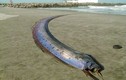 Cá “lạ” dài hơn 3 mét dạt vào bãi biển ở Hà Tĩnh