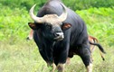 Lại phát hiện bò tót quý hiếm chết ở Đồng Nai