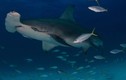 Những điều kỳ lạ, ít biết về cá mập