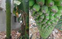 Nóng: Kỳ lạ cây chuối "khủng"... 180 nải ở Bình Định