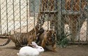 Lạ lùng con thỏ thu phục được cả hổ, báo