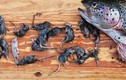  Sốc: Cá hồi ăn thịt... 20 con chuột chù