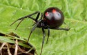 10 điều lầm tưởng kỳ lạ về loài nhện