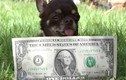 Tận mắt chó "dị" nhất thế giới to bằng... tờ đô la