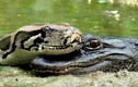 Tử chiến ác liệt giữa cá sấu và trăn (1)