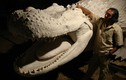 Cá sấu quái vật khủng nhất từng tồn tại trên Trái đất