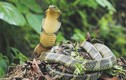 Tới nơi mà các loài rắn đi lại hàng đàn tại Việt Nam