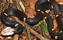 Việt Nam: Phát hiện loài rắn cực độc mới