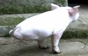 Video lợn con hai chân tập đi lấy nước mắt người xem