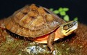 Bí ẩn loài rùa Việt Nam Trung Quốc mua cả tỷ đồng