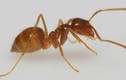 Kiến tàng hình và những loài kiến lạ trên thế giới