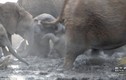 Đàn voi hốt hoảng cứu nguy 3 chú voi con mắc kẹt