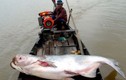 Điểm danh "thủy quái" khổng lồ từng sa lưới ngư dân Việt