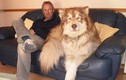Điểm danh những chú chó khổng lồ nhất hành tinh