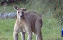 Hoảng hồn chú kangaroo khổng lồ dữ dằn doạ dân
