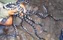 Khám phá đảo rắn nguy hiểm nhất thế giới ở Brazil