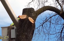 Video: Làm thế nào để đốn một cây khổng lồ?