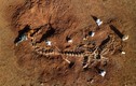 Kho tàng xương khủng long mắc kẹt ở sa mạc Sahara vì dịch COVID-19 