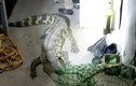 Video: Kinh hãi cá sấu sở thú trốn vào ký túc xá ở Trung Quốc
