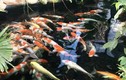 Trộm 7 con cá Koi 100 triệu về bán, cá chết đem nướng ăn