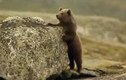 Video: Gấu con bị sư tử truy sát thu về hơn 37 triệu lượt xem