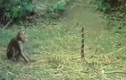 Video: Bị khỉ “trêu ngươi”, hổ mang chúa phùng mang chống trả 