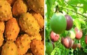 3 loại quả ở Việt Nam mọc dại đầy đường, sang nước ngoài thành của ngon vật lạ 