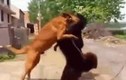 Video: Chó becgie tử chiến chó ngao Tây Tạng và cái kết gay cấn