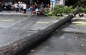 TP Hồ Chí Minh: Mưa lớn khiến cây đổ đè người đi đường, cháy khách sạn