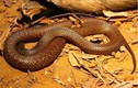 Video: Thấy rắn độc “vẫy gọi”, thằn lằn tự đến dâng mạng cho tử thần