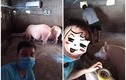 Giữa mùa nóng, đàn lợn số hưởng khiến ai nấy phải ghen tị
