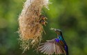 Những hình ảnh đẹp về tình mẫu tử của loài chim 